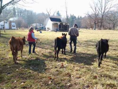 Who Let the Cows Out?! Image